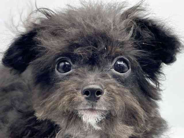 奈良県のチワプー/プーチー(チワワ×プードル) (ひごペットフレンドリートナリエ大和高田店/2025年6月18日生まれ/男の子/ブラックホワイト)の子犬の1枚目の画像