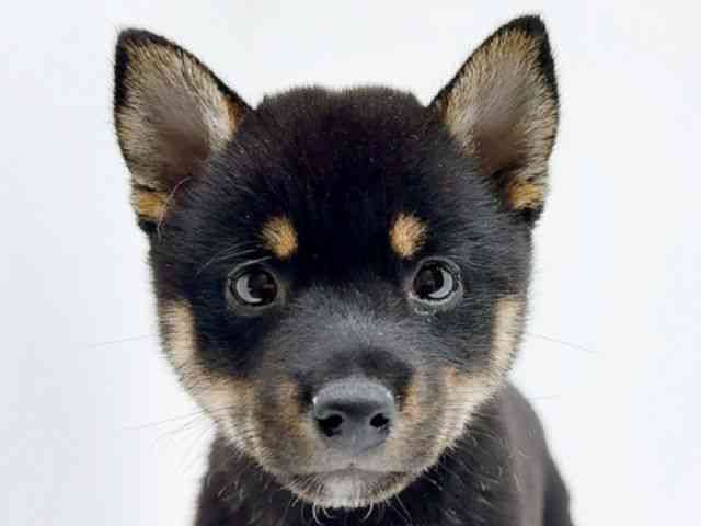 広島県の柴犬(標準サイズ) (ひごペットフレンドリーフジグラン神辺店/2025年6月23日生まれ/女の子/黒)の子犬の1枚目の画像