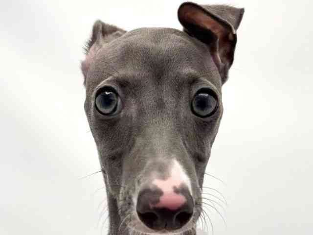 兵庫県のイタリアングレーハウンド (ひごペットフレンドリークラウンパーク伊丹店/2025年6月29日生まれ/男の子/ブルー)の子犬