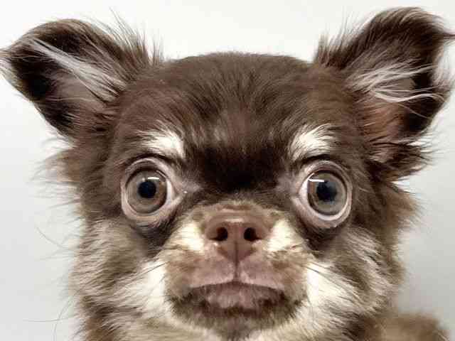 大阪府のチワワ(ロング) (ひごペットフレンドリーイオンタウン豊中庄内店/2025年6月29日生まれ/男の子/チョコレートタン)の子犬