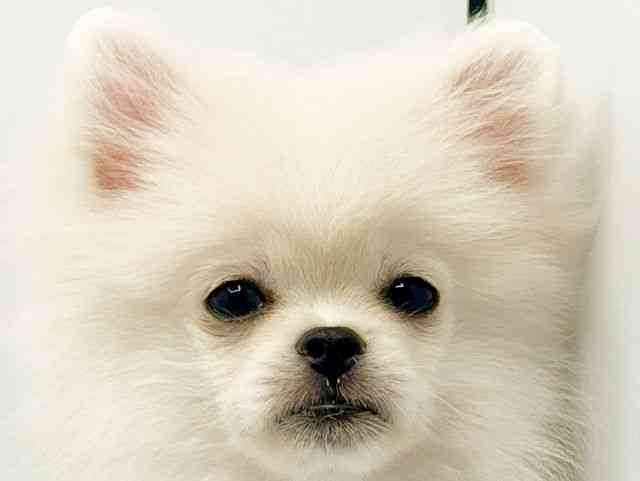 大阪府のペキポメ/ポメペキ(ペキニーズ×ポメラニアン) (ひごペットフレンドリーみのおキューズモール店/2025年6月30日生まれ/女の子/ホワイト)の子犬の1枚目の画像