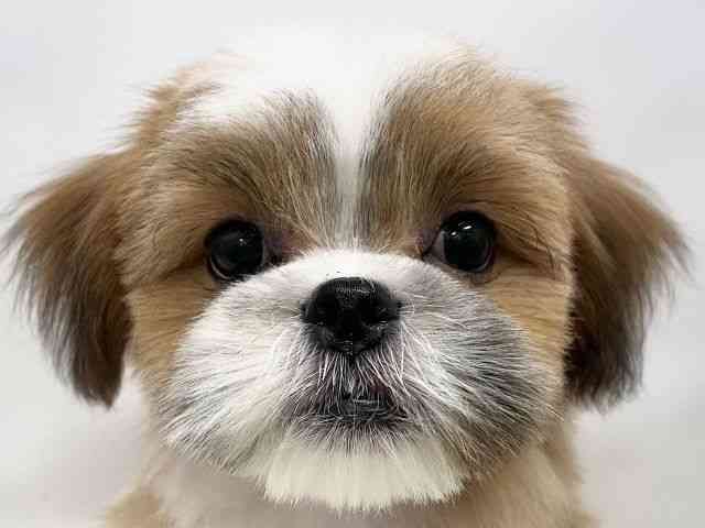 広島県のマルズー/マルシーズ(マルチーズ×シーズー) (ひごペットフレンドリーゆめタウン廿日市店/2025年6月30日生まれ/男の子/ゴールドホワイト)の子犬の1枚目の画像