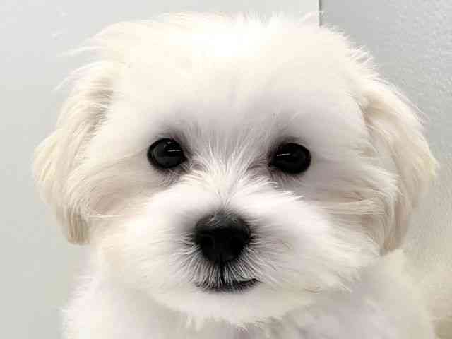 愛知県のハーフ犬・ミックス犬 (ひごペットフレンドリープライムツリー赤池店/2025年7月4日生まれ/男の子/ホワイト)の子犬の1枚目の画像