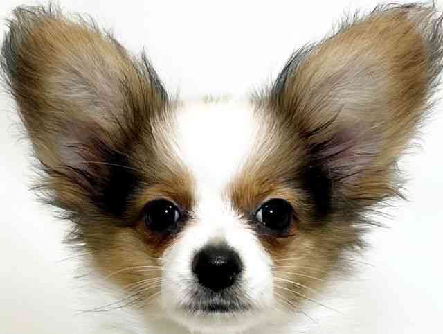 和歌山県のパピヨン (ひごペットフレンドリーパームシティ和歌山店/2025年7月7日生まれ/男の子/ホワイトブラウン)の子犬の1枚目の画像