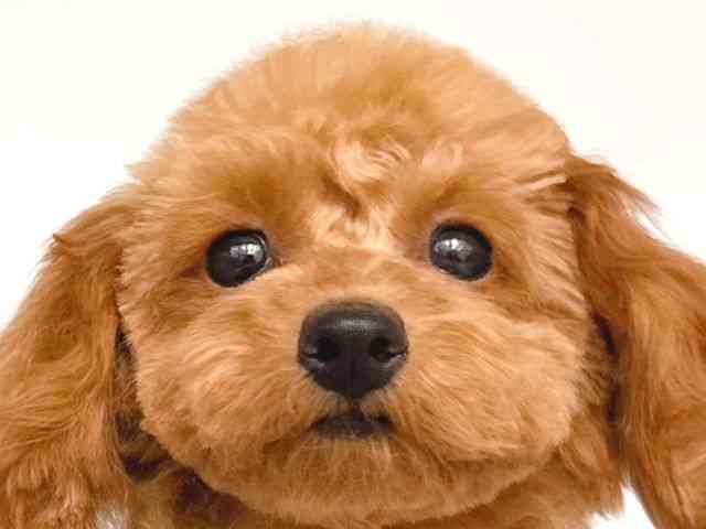 大阪府のトイプードル(トイ) (ひごペットフレンドリー岸和田店/2025年7月8日生まれ/女の子/アプリコット)の子犬の1枚目の画像