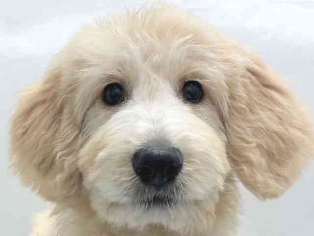 京都府のゴールデンドゥードゥル(ゴールデン×プードル) (ひごペットフレンドリー京都店/2025年7月9日生まれ/男の子/ゴールデン)の子犬の1枚目の画像