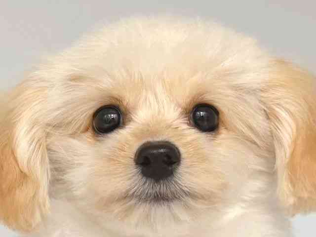 大阪府のハーフ犬・ミックス犬 (ひごペットフレンドリー岸和田店/2025年7月11日生まれ/女の子/クリーム)の子犬