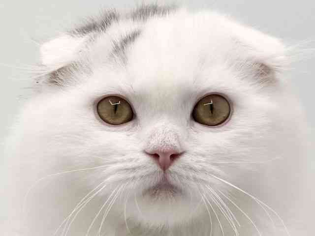 大阪府のスコティッシュフォールド (ひごペットフレンドリーみのおキューズモール店/2025年7月13日生まれ/男の子/ブルータビーホワイト)の子猫の1枚目の画像