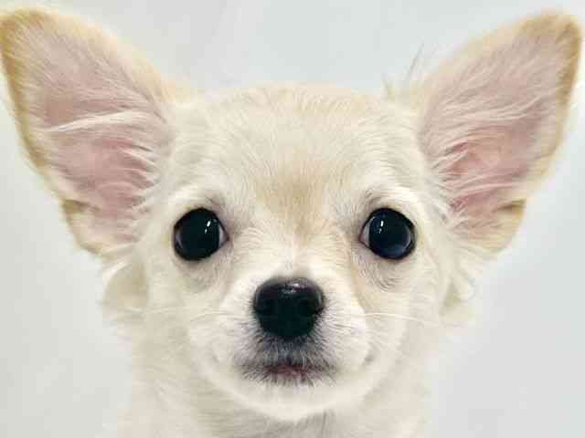 高知県のチワマル/マルチワ(チワワ×マルチーズ) (ひごペットフレンドリーイオンモール高知店/2025年7月13日生まれ/女の子/クリーム)の子犬の1枚目の画像