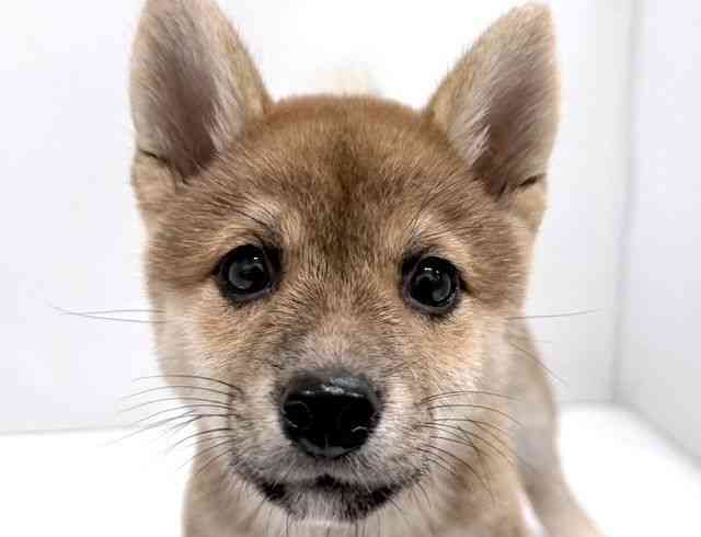 奈良県の柴犬(標準サイズ) (ひごペットフレンドリー奈良パワーシティ店/2025年7月14日生まれ/女の子/赤)の子犬の1枚目の画像