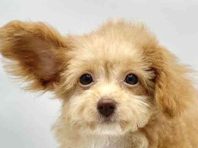 大阪府のハーフ犬・ミックス犬 (ひごペットフレンドリーイトーヨーカドー津久野店/2025年7月12日生まれ/女の子/アプリコット)の子犬の1枚目の画像
