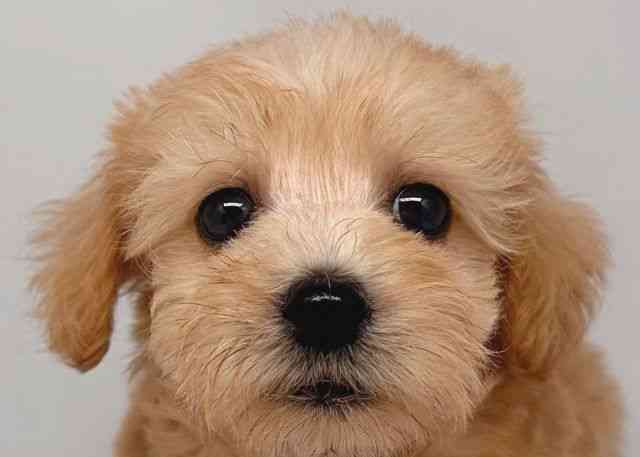 鳥取県のハーフ犬・ミックス犬 (ひごペットフレンドリーイオンモール鳥取北店/2025年7月12日生まれ/男の子/アプリコット)の子犬の1枚目の画像