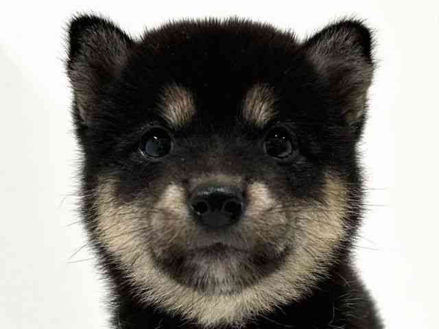 奈良県の柴犬(標準サイズ) (ひごペットフレンドリーイオンモール橿原ウエストビレッジ店/2025年7月15日生まれ/女の子/黒)の子犬の1枚目の画像