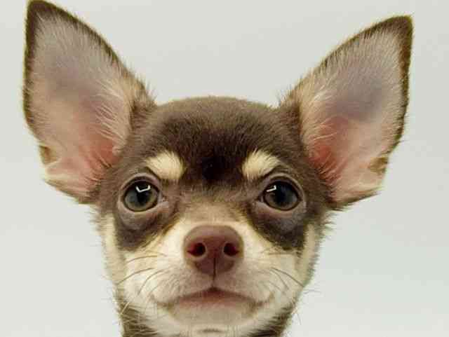 大阪府のチワワ(スムース) (ひごペットフレンドリーみのおキューズモール店/2025年7月18日生まれ/男の子/チョコレートタン)の子犬の1枚目の画像