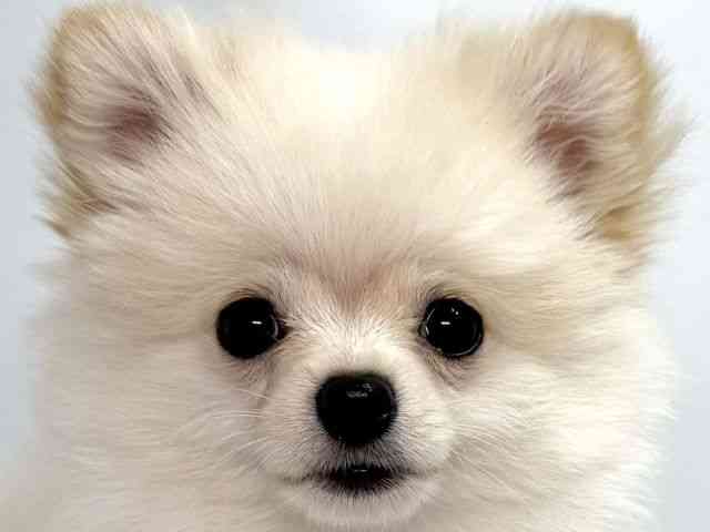 大阪府のポメチワ/チワポメ/ポメチー(ポメラニアン×チワワ) (ひごペットフレンドリーイオンそよら海老江店/2025年7月19日生まれ/男の子/クリーム)の子犬の1枚目の画像