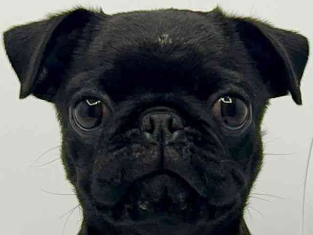 大阪府のパグ (ひごペットフレンドリーみのおキューズモール店/2025年7月16日生まれ/男の子/ブラック)の子犬の1枚目の画像