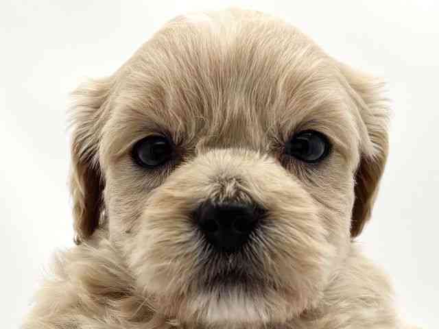 兵庫県のハーフ犬・ミックス犬 (ひごペットフレンドリークラウンパーク伊丹店/2025年7月19日生まれ/男の子/クリーム)の子犬の1枚目の画像