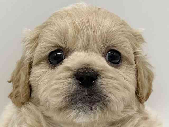 大阪府のハーフ犬・ミックス犬 (ひごペットフレンドリーイオンタウン豊中庄内店/2025年7月19日生まれ/男の子/クリーム)の子犬の1枚目の画像