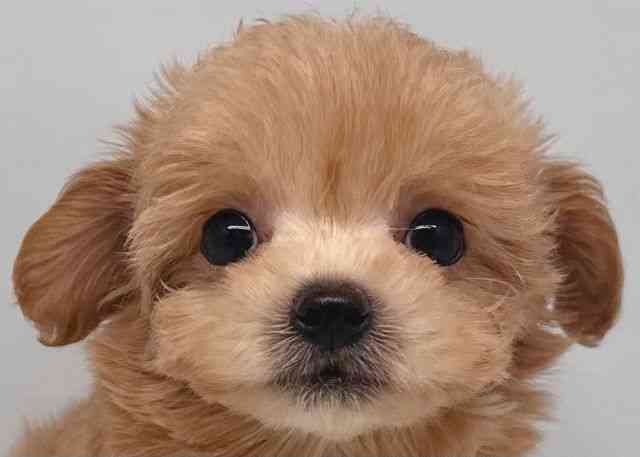 鳥取県のハーフ犬・ミックス犬 (ひごペットフレンドリーイオンモール鳥取北店/2025年7月18日生まれ/男の子/クリーム)の子犬の1枚目の画像
