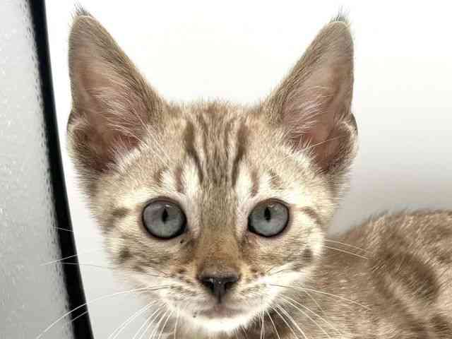 愛知県のベンガル (ひごペットフレンドリープライムツリー赤池店/2025年7月20日生まれ/男の子/シールリンクススポテッドタビー)の子猫の1枚目の画像