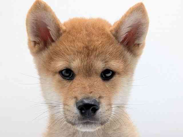 香川県の柴犬(標準サイズ) (ひごペットフレンドリーゆめタウン高松店/2025年7月19日生まれ/男の子/赤)の子犬の1枚目の画像