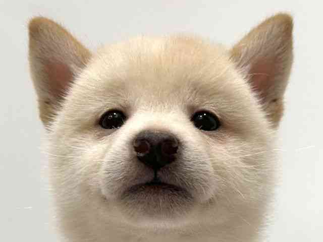 愛知県の柴犬(標準サイズ) (ひごペットフレンドリーヴィアモール アピタ江南西店/2025年7月18日生まれ/男の子/白)の子犬の1枚目の画像