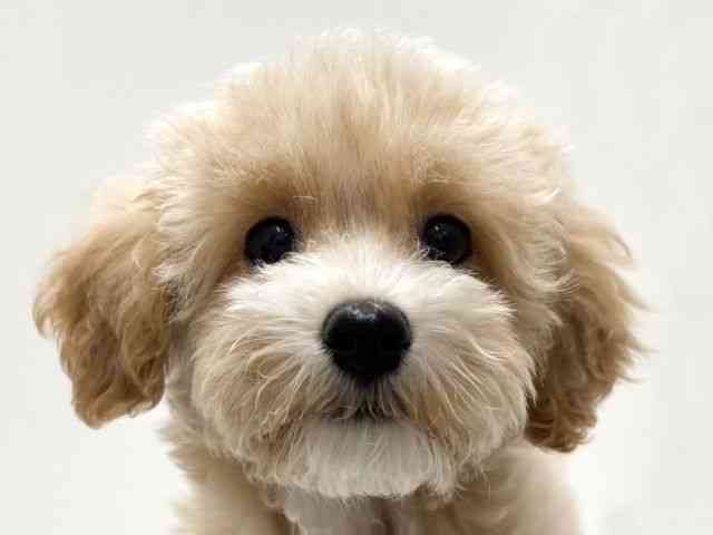 愛知県のハーフ犬・ミックス犬 (ひごペットフレンドリーららぽーと名古屋みなとアクルス店/2025年7月20日生まれ/男の子/クリーム)の子犬の1枚目の画像