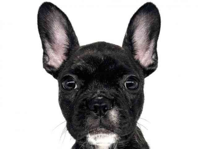 大阪府のフレンチブルドッグ (ひごペットフレンドリー瓜破店/2025年7月19日生まれ/男の子/ブリンドル)の子犬の1枚目の画像