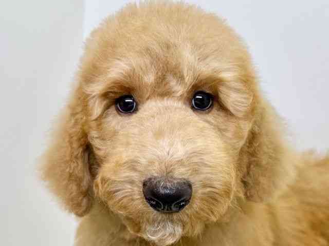 大阪府のスタンダードプードル (ひごペットフレンドリーいこらもーる泉佐野店/2025年7月21日生まれ/男の子/アプリコット)の子犬の1枚目の画像