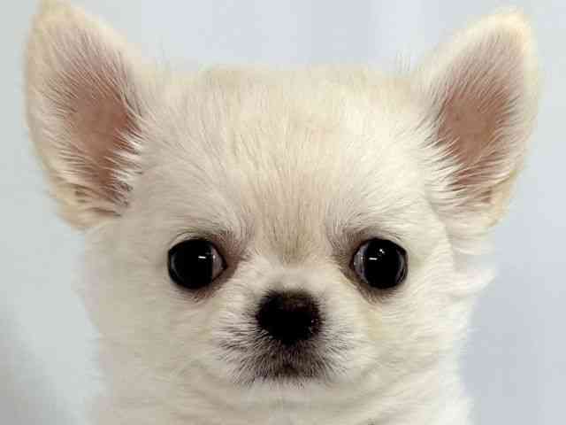 大阪府のチワワ(ロング) (ひごペットフレンドリーイオンそよら海老江店/2025年7月23日生まれ/女の子/クリーム)の子犬の1枚目の画像