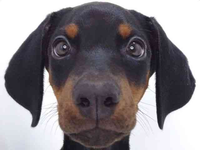 大阪府のドーベルマン (ひごペットフレンドリーいこらもーる泉佐野店/2025年7月23日生まれ/女の子/ブラックタン)の子犬の1枚目の画像