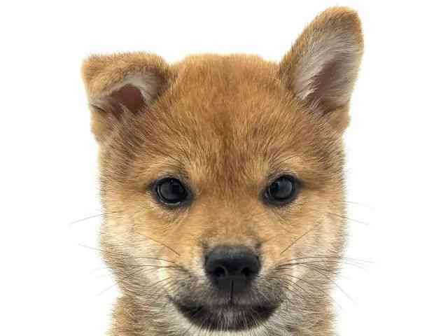 兵庫県の柴犬(標準サイズ) (ひごペットフレンドリークラウンパーク伊丹店/2025年7月24日生まれ/女の子/赤)の子犬の1枚目の画像