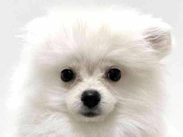 愛知県のポメラニアン (ひごペットフレンドリーららぽーと名古屋みなとアクルス店/2025年7月19日生まれ/男の子/クリーム)の子犬の1枚目の画像