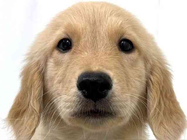 大阪府のゴールデンレトリバー (ひごペットフレンドリーベルファ2都島店/2025年7月25日生まれ/男の子/ゴールデン)の子犬の1枚目の画像