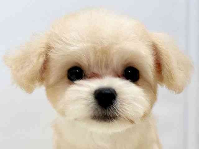 広島県のチワプー/プーチー(チワワ×プードル) (ひごペットフレンドリーゆめタウン廿日市店/2025年7月26日生まれ/女の子/アプリコット)の子犬の1枚目の画像