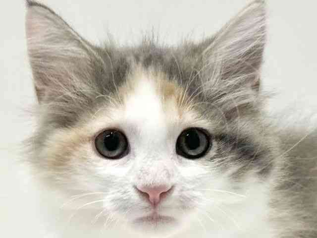 大阪府のサイベリアン (ひごペットフレンドリーイオン高槻店/2025年7月27日生まれ/女の子/ブルーパッチドタビーホワイト)の子猫の1枚目の画像