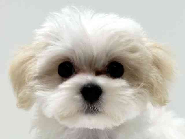 愛知県のマルプー(マルチーズ×プードル) (ひごペットフレンドリーららぽーと名古屋みなとアクルス店/2025年7月27日生まれ/男の子/クリームホワイト)の子犬の1枚目の画像