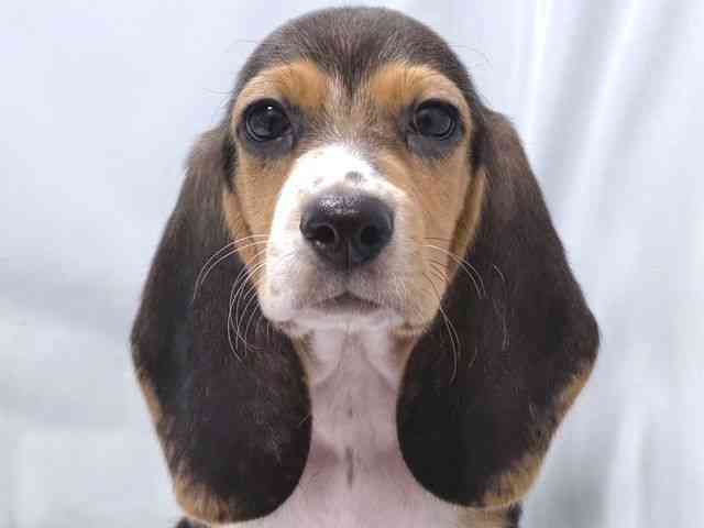 大阪府のハーフ犬・ミックス犬 (ひごペットフレンドリー堺プラットプラット店/2025年7月25日生まれ/女の子/ブラックタンホワイト)の子犬