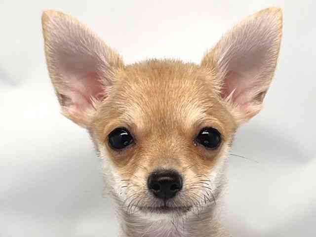 京都府のポメチワ/チワポメ/ポメチー(ポメラニアン×チワワ) (ひごペットフレンドリー洛北阪急スクエア店/2025年7月25日生まれ/女の子/フォーン)の子犬の1枚目の画像