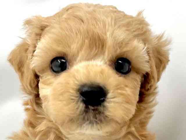 大阪府のハーフ犬・ミックス犬 (ひごペットフレンドリー東淀川店/2025年7月27日生まれ/男の子/クリーム)の子犬の1枚目の画像