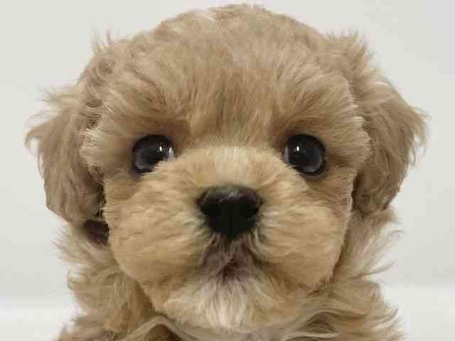 高知県のハーフ犬・ミックス犬 (ひごペットフレンドリーイオンモール高知店/2025年7月27日生まれ/女の子/クリーム)の子犬の1枚目の画像
