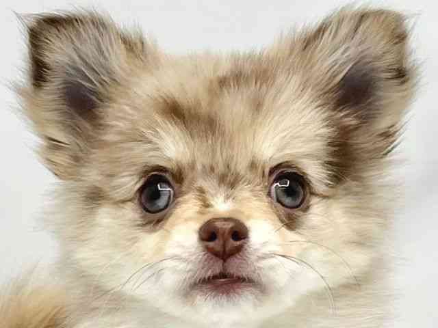 大阪府のポメチワ/チワポメ/ポメチー(ポメラニアン×チワワ) (ひごペットフレンドリーイトーヨーカドー津久野店/2025年7月25日生まれ/女の子/チョコレートマール)の子犬の1枚目の画像