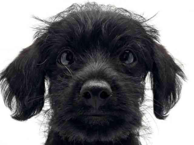 大阪府のハーフ犬・ミックス犬 (ひごペットフレンドリーみのおキューズモール店/2025年7月24日生まれ/男の子/ブラック)の子犬