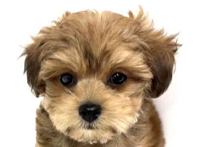 愛知県のハーフ犬・ミックス犬 (ひごペットフレンドリーイトーヨーカドー知多店/2025年7月28日生まれ/女の子/レッド)の子犬の1枚目の画像