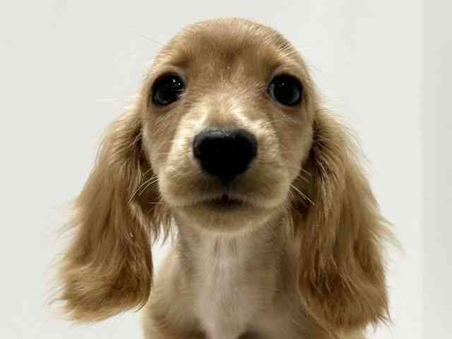 愛知県のミニチュアダックスフンド(ロング) (ひごペットフレンドリーららぽーと名古屋みなとアクルス店/2025年7月27日生まれ/男の子/レッド)の子犬の1枚目の画像