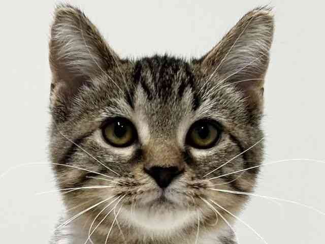 愛知県のジェネッタ (ひごペットフレンドリーららぽーと名古屋みなとアクルス店/2025年7月19日生まれ/男の子/ブラウンマッカレルタビーホワイト)の子猫の1枚目の画像