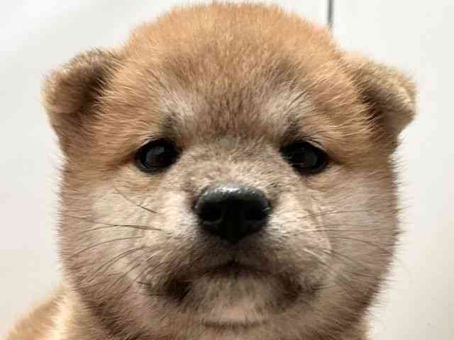 愛媛県の柴犬(標準サイズ) (ひごペットフレンドリーエミフルMASAKI店/2025年7月27日生まれ/男の子/赤)の子犬の1枚目の画像