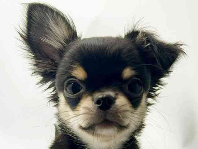 大阪府のチワワ(ロング) (ひごペットフレンドリーみのおキューズモール店/2025年7月26日生まれ/男の子/ブラックタン)の子犬の1枚目の画像