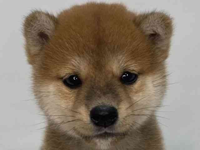 島根県の柴犬(標準サイズ) (ひごペットフレンドリーイオンモール出雲店/2025年7月27日生まれ/女の子/赤)の子犬