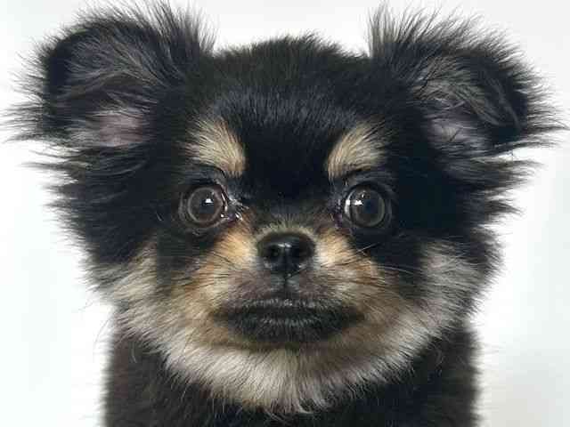 大阪府のチワワ(ロング) (ひごペットフレンドリーアクロスプラザ住之江店/2025年7月23日生まれ/男の子/ブラックタン)の子犬の1枚目の画像